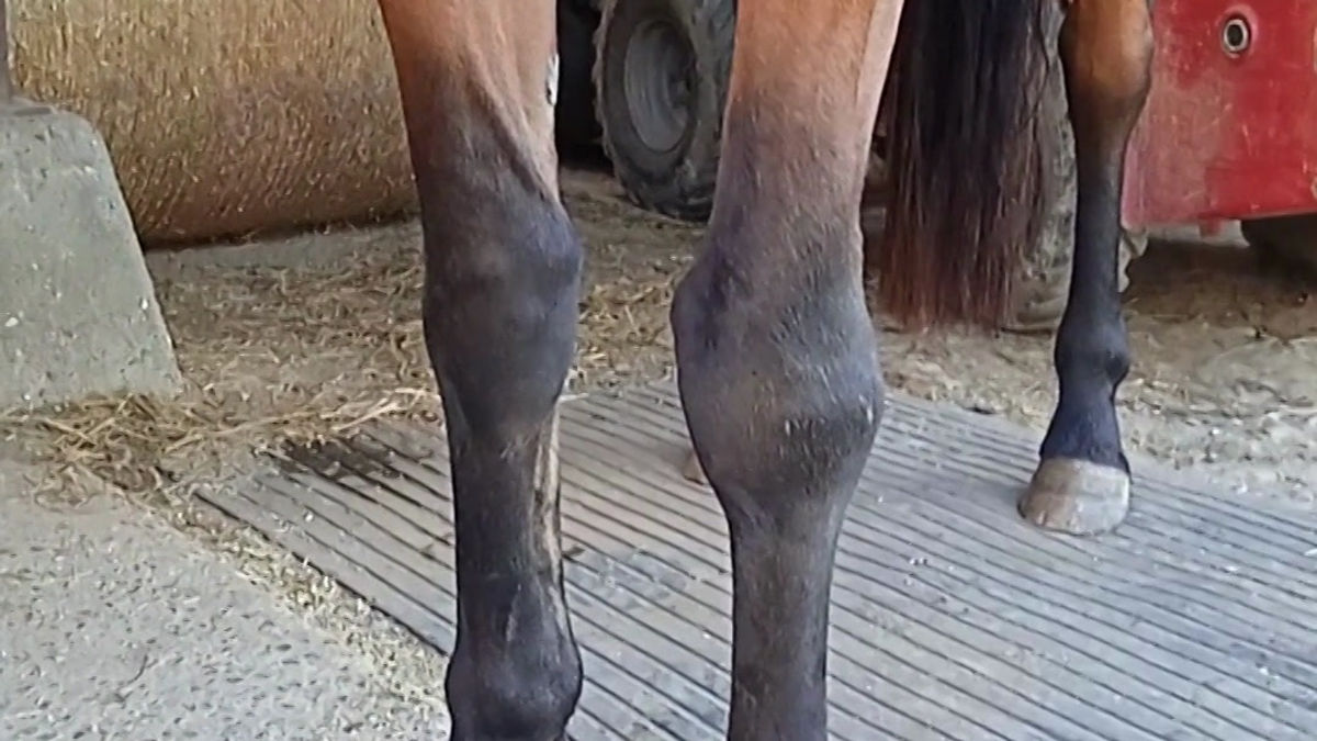 Mousse de proprioception